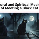 Curious about what it means to meet a black cat? Discover the myths, superstitions, spiritual meanings, and cultural symbolism behind this mysterious feline encounter.