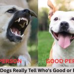 Discover how dogs judge human character with uncanny accuracy! Science reveals how your pup reads kindness, threats, and even moral behaviour.