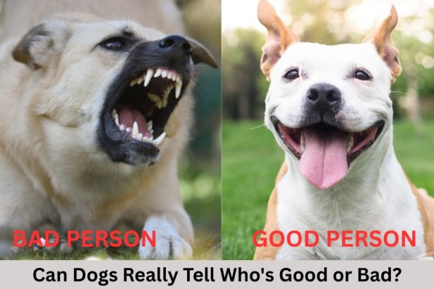 Discover how dogs judge human character with uncanny accuracy! Science reveals how your pup reads kindness, threats, and even moral behaviour.