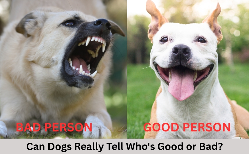 Discover how dogs judge human character with uncanny accuracy! Science reveals how your pup reads kindness, threats, and even moral behaviour.