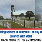 Raining spiders in Australia is a terrifying natural phenomenon during migration season. Discover how and why it happens, and where you might witness it.