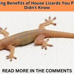 Discover the surprising benefits of house lizards. Learn why these tiny reptiles are actually natural pest controllers and protect your home environment.