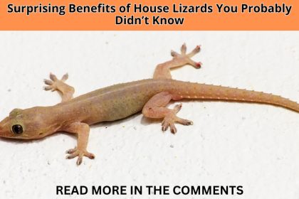 Discover the surprising benefits of house lizards. Learn why these tiny reptiles are actually natural pest controllers and protect your home environment.