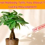 Discover the hidden money tree plant secrets—from its Feng Shui benefits to surprising care tips that can make it thrive (or die unexpectedly).