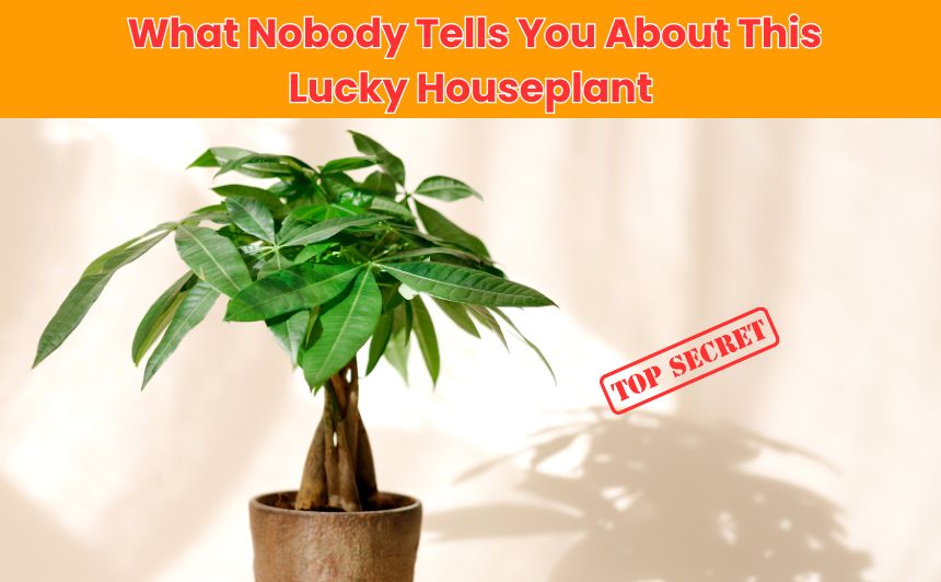 Discover the hidden money tree plant secrets—from its Feng Shui benefits to surprising care tips that can make it thrive (or die unexpectedly).