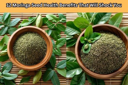 Discover 12 shocking moringa seed health benefits that could transform your body, boost immunity, and improve your lifestyle naturally.