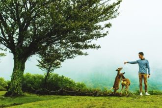 Trees Remember Humans Better Than Dogs