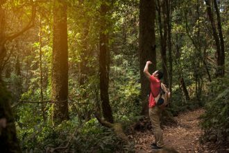 Forest Trails You Need to Hike Once in Your Life