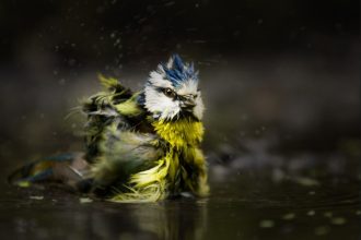 Unusual Animal Abilities That Defy Belief